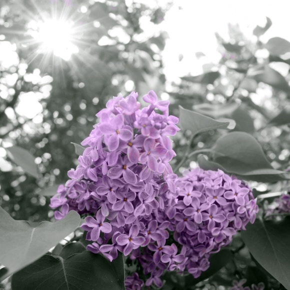 Meet your Posher, LovinLilacs - Picture 2 of 3